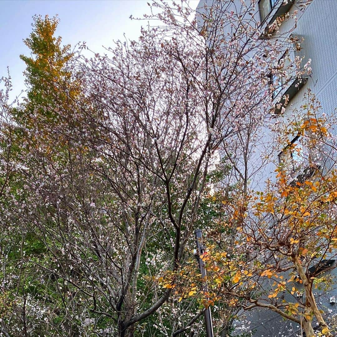 佐藤竜雄のインスタグラム：「#桜 だいぶ咲いてきた。果たして満開になるのか？ #桃園川緑道 #環七 #まだ11月 #リハビリウォーキング」