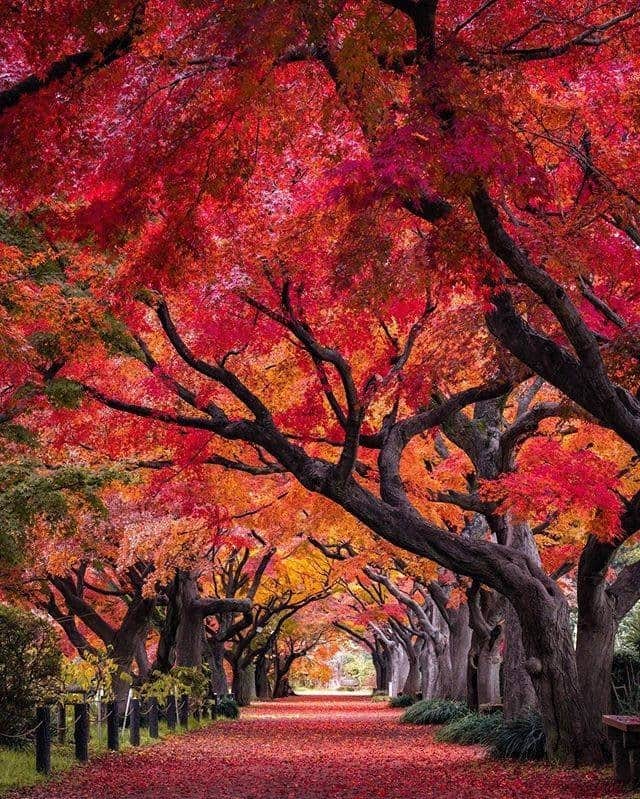 のインスタグラム：「. The iconic tunnel of trees in Koishikawa Gardens really comes alive during autumn. #WorldlyNovember  赤く染まったもみじのトンネルが幻想的な #小石川植物園 🍁 . . Photo by @traveler_sui Post your memories with #FlyJAL  #JapanAirlines #japan #tokyo  #traveldeeper」