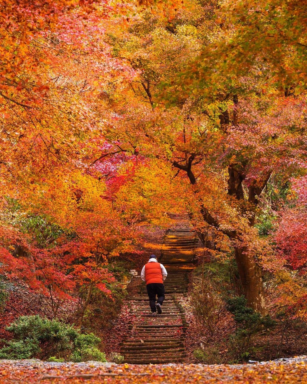 Takefumi Tezkaのインスタグラム：「✴︎久々の朝活🍁 ✴︎ ✴︎今年はグラデーションが綺麗📷 ✴︎ ✴︎ ✴︎京都府 ✴︎  #秋#紅葉#日本#japan_daytime_view#秋色#京都#kyoto#hubsplanet#lovers_nippon#IG_PHOS#photo_shorttrip #pentax#東京カメラ部 #tokyocameraclub #bestplacestogo #living_destinations #art_of_japan_ #beautifuldestinations #super_japan_channel #awesome_photographers #team_jp_ #hubs_united #wonderful_places #discover_earth #impressive_gallery #earthfocus #lovers_amazing_group @instagram #thisweekoninstagram #hellofrom @japan @japantravelphto @giapponizzati @japandailies @japan_related @japanko_official @japanoninsta @the.japanese.culture @nationaldestinations @rakutentravel @japanfeatured @tankensurujapan @japao_online @itsyourjapan @best_japan_photos @wafoo_japan」