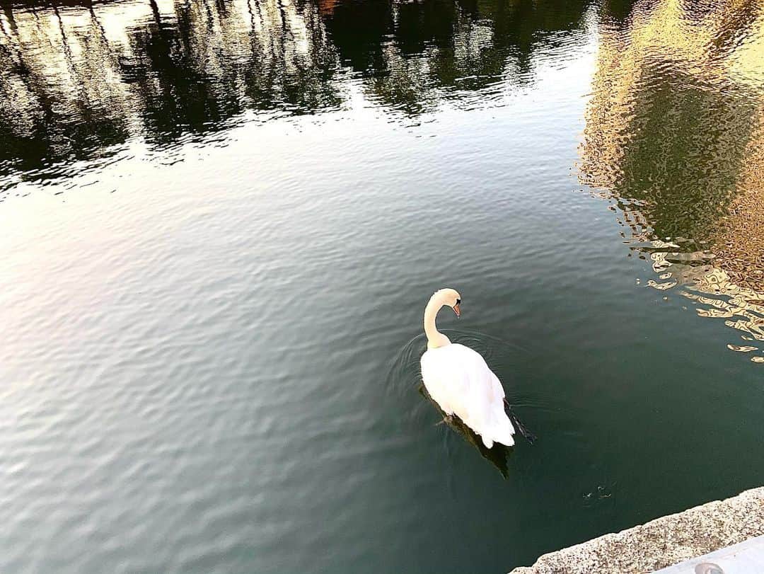 秋山ゆずきさんのインスタグラム写真 - (秋山ゆずきInstagram)「. . 東京も好き‪‪‪‪☺︎‬  白鳥さんがご挨拶しに わざわざ近くまで来てくれた🦢 優しい白鳥さんでした！  今日みたいなお天気と好きなお散歩道のセットは 沢山歩いちゃうね。  お気に入りの公園があるんだけど 寒くなる前にお散歩しに行かなきゃな  みなさんのお気に入りの公園って ありますか？ お気に入りの公園って 秘密にしておきたいよね。  夕日がとっても綺麗だったので おすそ分け🌇🌅  #夕日 #今日の夕日 #白鳥」11月16日 17時27分 - yuzukiakiyama