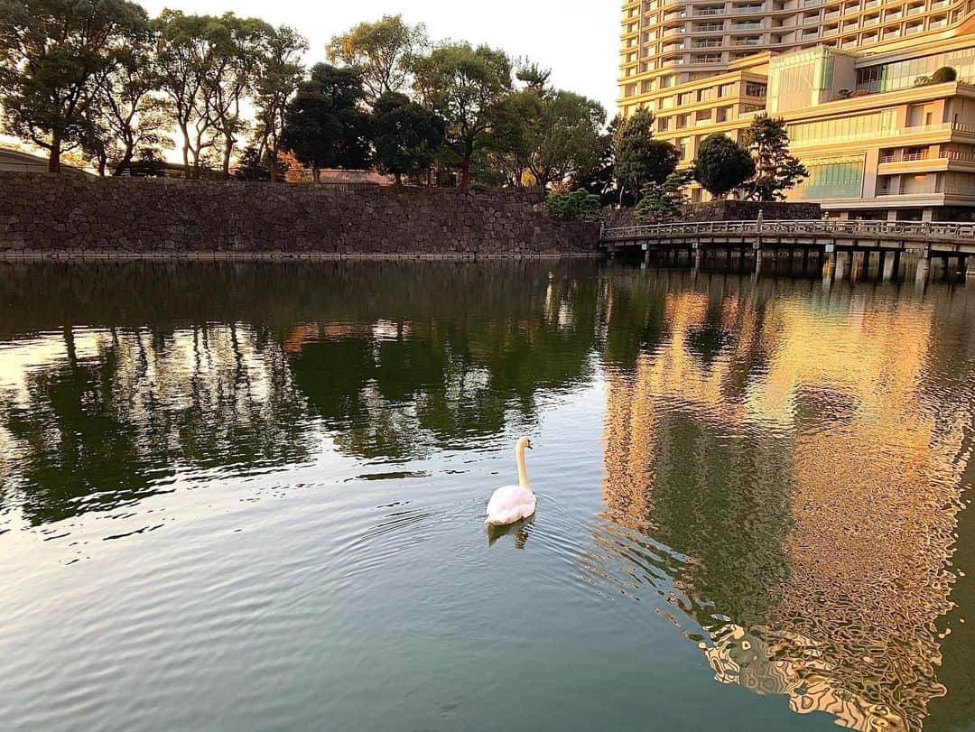 秋山ゆずきさんのインスタグラム写真 - (秋山ゆずきInstagram)「. . 東京も好き‪‪‪‪☺︎‬  白鳥さんがご挨拶しに わざわざ近くまで来てくれた🦢 優しい白鳥さんでした！  今日みたいなお天気と好きなお散歩道のセットは 沢山歩いちゃうね。  お気に入りの公園があるんだけど 寒くなる前にお散歩しに行かなきゃな  みなさんのお気に入りの公園って ありますか？ お気に入りの公園って 秘密にしておきたいよね。  夕日がとっても綺麗だったので おすそ分け🌇🌅  #夕日 #今日の夕日 #白鳥」11月16日 17時27分 - yuzukiakiyama