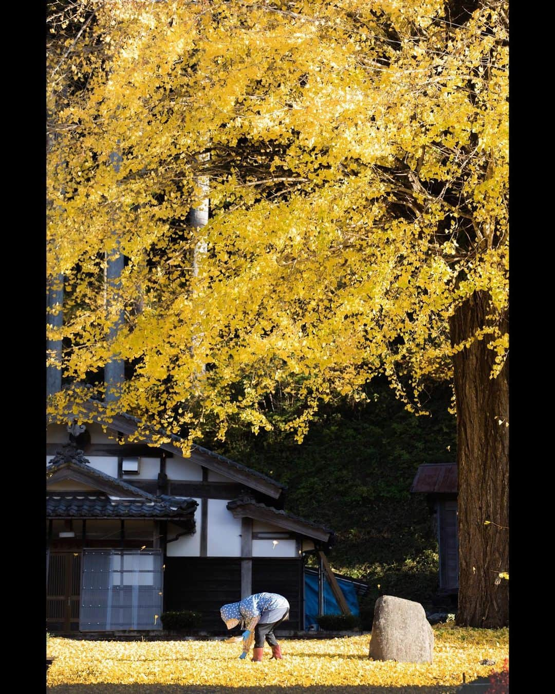 滋賀県長浜市さんのインスタグラム写真 - (滋賀県長浜市Instagram)「秋も深まってきましたね🍁 写真は、大火から集落を守ったといわれる「火伏せの銀杏」。 樹齢350年ともいわれる大木で、銀杏の実も鈴なりでした✨ ・ date 2020.11.13 location 木之本町杉野 ・ #長浜ちょぴっく #長浜市 #滋賀 #滋賀写真部 #しがトコ #イチョウ #銀杏 #大木 #秋 #autumn #japan #jp_mood #jp_views #japan_of_insta #japan_daytime_view #風景写真 #60sistercityaan #tokyocameraclub #japan_bestpic_ #igersjp #ig_japan #黄色 #yellow #季節 #team_jp_」11月16日 17時28分 - nagahama_city