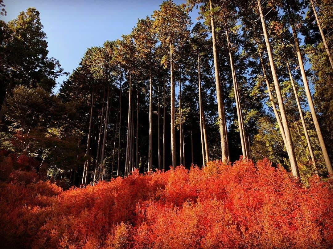 HAYATOさんのインスタグラム写真 - (HAYATOInstagram)「紅葉の季節です🍁  新たな場所で新たな出会い😃  ありがとうございました🌈  清められました✨  #BRIDGET   #HAYATO   #japan  #岐阜県  #東濃  #恵那市  #福岡県  #呑山観音寺  #紅葉  #のみやまさん  #厄除  #祈願  #ドウダンツツジ  #福岡県内3位の紅葉スポット  #chill  #仲間  #観光  #景色  #歴史  #文化  #旅行  #風景  #写真  #インスタ映え  #follow  #likeforlike  #instagood  #travel  #gratefuldays」11月16日 17時31分 - bridget_hayato