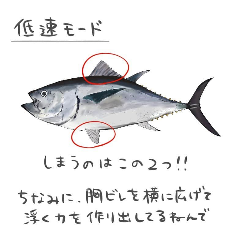 高本采実さんのインスタグラム写真 - (高本采実Instagram)「🐟 4コマ水産学「クロマグロ」  エラから酸素を取り入れるために 泳ぎ続けているクロマグロ🐟  そう、泳ぎ続けないと死ぬと言われるのはこのためです。  そんなクロマグロ、 泳ぎ続けている中で ヒレをうまく使って速度調整の工夫をしているのです🐟  ◆高速モード 高速で遊泳する時は 第一背鰭・胸鰭・腹鰭 の3つのヒレを ボディーのくぼみに収納します。 こうすることで水の抵抗を少なくし 早く泳ぐことができるのです。  ◆低速モード 第一背鰭・腹鰭 の２つのヒレを収納します。 高速遊泳時と違うのは、胸鰭。 胸鰭は横に広げ、これにより浮力を作り出しているのです。  ◆減速モード ここまできたら予想がつきますね！ 収納するヒレはなく 全てのヒレを広げることで 水の抵抗を大きくし、 遊泳速度を落とします。  また余談ですが、 クロマグロのボディーが紡錘形をしていることも 高速遊泳ができる秘訣でもあるのです🐟  ヒレって結構便利そうですねっ🐟🐟 . . . . . #4コマ水産学 #クロマグロ #黒鮪 #マグロ #tuna #bluefintuna  #ナブラ #魚の豆知識 #なるほど水産学 #ナルホド水産学 #水産学 #豆知識 #生態 #魚好き  #水族館好き  #イラスト #魚イラスト #いらすとぐらむ  #釣り #釣り好き #釣りガール #アングラー #angler #fishinggirl #钓鱼 #魚と釣りと時々料理 #さかなのきもち #高本采実 #あやみん  #ayamistagram」11月16日 17時32分 - ayami__summer