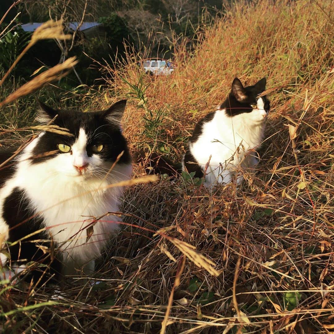 ナガイケジョーさんのインスタグラム写真 - (ナガイケジョーInstagram)「🐈 #猫 #cat」11月16日 17時49分 - joenagaike