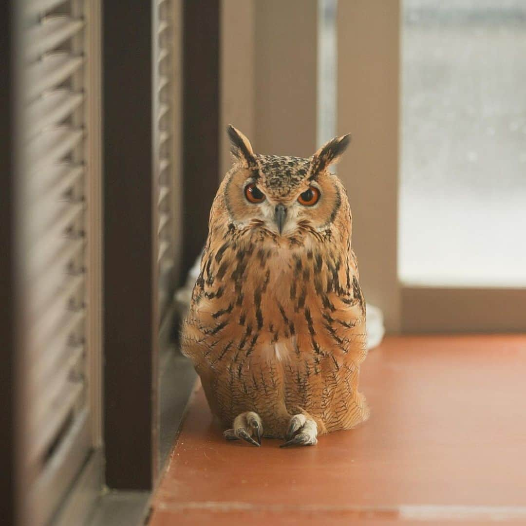 GEN3 Owlさんのインスタグラム写真 - (GEN3 OwlInstagram)「遊ばなかったらふてくされた。 He's angry because I didn't spend time with him. #owl #owlgaru」11月16日 17時52分 - genz64