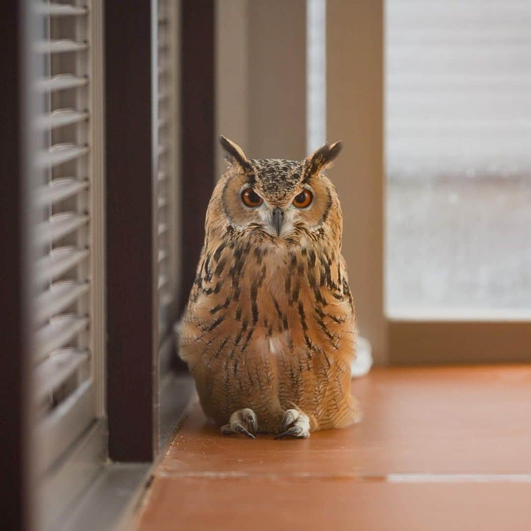 GEN3 Owlのインスタグラム：「遊ばなかったらふてくされた。 He's angry because I didn't spend time with him. #owl #owlgaru」