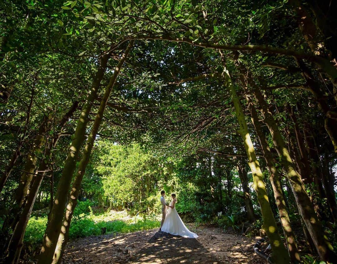 ARLUIS WEDDINGのインスタグラム：「沖縄備瀬のフクギ並木での「やんばるフォトツアー」は、白の教会のお客様に人気のフォトツアー。 . ビーチ撮影だけではなく、フクギに囲まれた幻想的な一枚を記念に残されてはいかがでしょうか。 . Area:沖縄 Chapel:白の教会 . . #沖縄旅行 #沖縄 #ウエディングドレス #ウエディングフォト #フクギ並木 #パワースポット #ふくぎの写真館　#ロケーションフォト #resortwedding #okinawa #okinawatrip #okinawajapan #photowedding #wedding #weddingphoto #白の教会 #アールイズウエディング #アールイズ花嫁 #リゾートウエディング #アールイズウェディング #ガーデンウエディング #軽井沢ウェディング #沖縄ウエディングフォト #沖縄ウェディング」