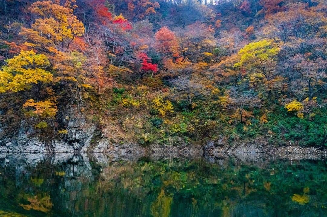 やまがた長井観光局さんのインスタグラム写真 - (やまがた長井観光局Instagram)「【遊覧船】運行終了しました🍁 10月より運行しておりました遊覧船は全日程 運行終了となりました。  今年のながい百秋湖は紅色が映える美しい景色を存分に届けてくれました。  写真提供／鈴木亮  @shuttle117   また来年度の運航を楽しみにお待ちください。」11月16日 18時00分 - nagai_kankou