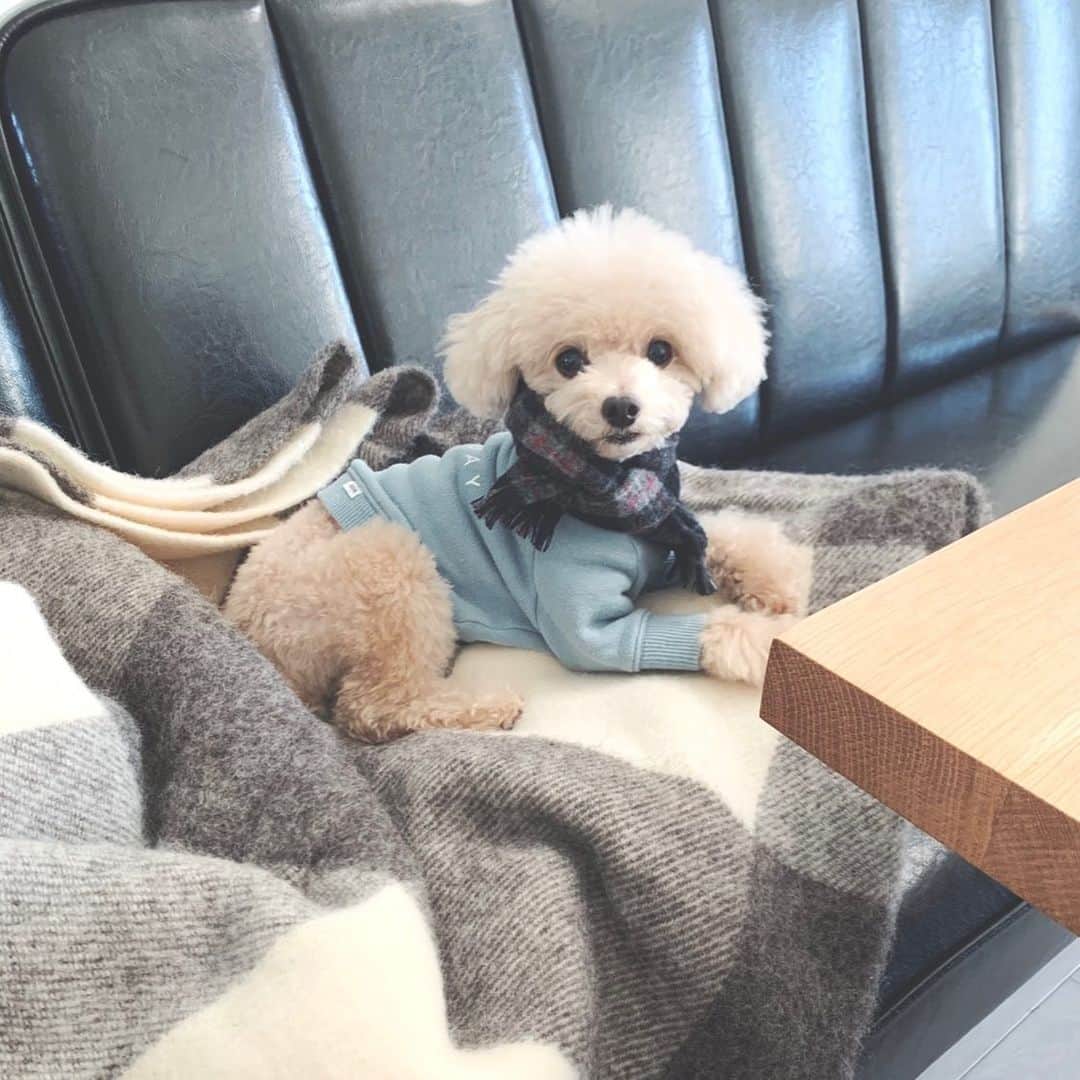 mizuのインスタグラム：「今日はずーっと眠ってたねぇ•ᴥ•」