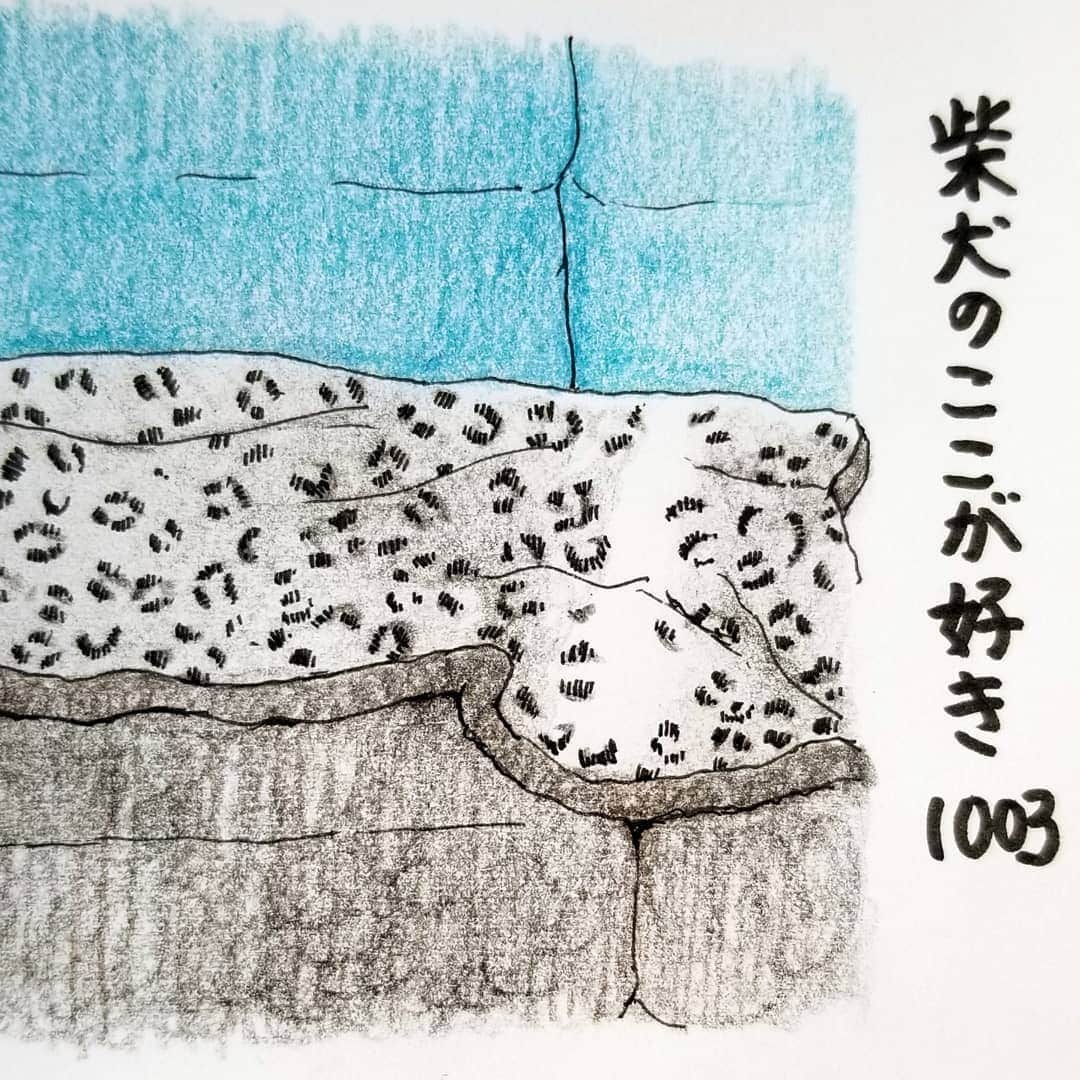 ハナとソラさんのインスタグラム写真 - (ハナとソラInstagram)「#ここ柴部  『柴犬のここが好きシリーズ1003』 注:連作です スワイプしてくださいね😉 * 寝てる時 毛布(またはブランケットなど)を掛けてあげると どこまで体があるのかわからなくなるとこ。  体長２メートルくらいに見えるよ😂 * モデルは @momo.01.01 さんとこの ももじろうくんです💓 * #柴犬のここが好き #favoritepartsofshibainu #illustration #illustgram #shibastagram #shibainu #colorpencil #柴犬 #イラスト #いらすとぐらむ #しばすたぐらむ #色鉛筆 #柴公園イラスト」11月16日 18時32分 - nsdikm_hanasora