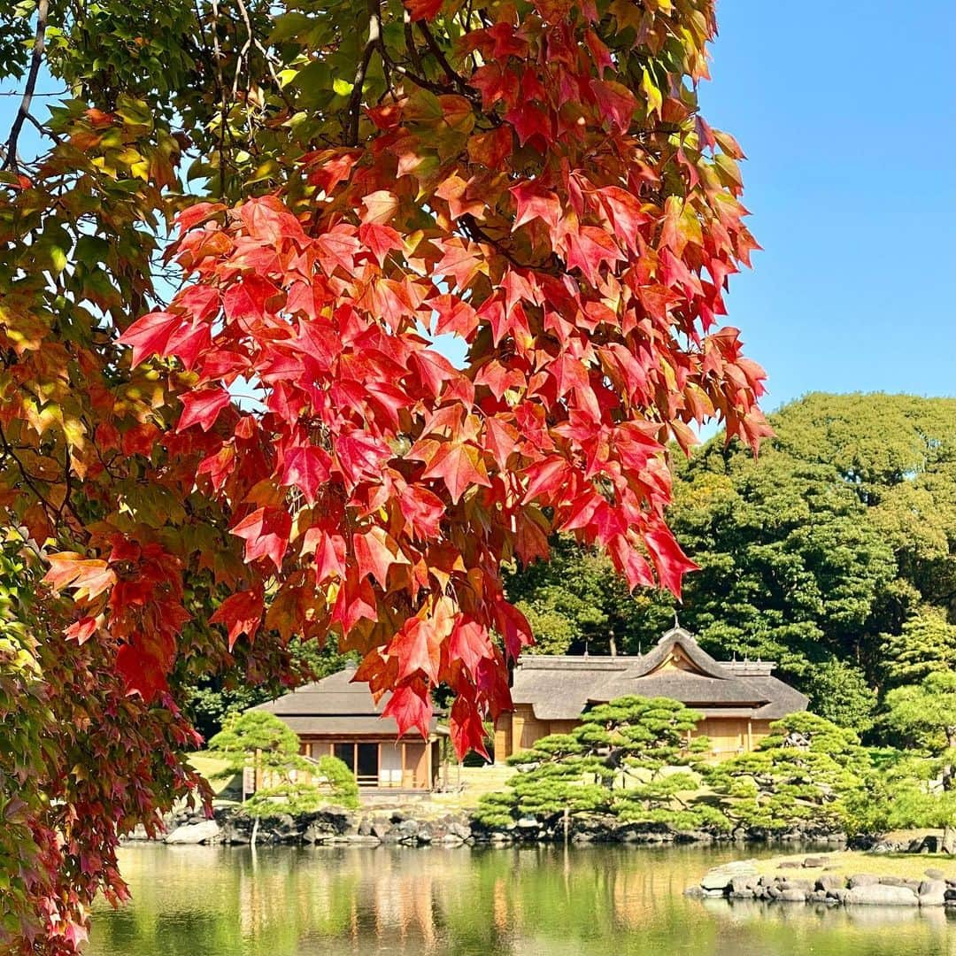 km観光タクシーさんのインスタグラム写真 - (km観光タクシーInstagram)「Hamarikyu Gardens #tokyodrive #tokyotrip #tokyotour #tokyosightseeing #tokyolife #tokyonow #tokyotravel #thingstodointokyo #mytokyois #thingstodoinjapan  #東京観光  #東京観光スポット #tokyotourism #観光タクシー #kmタクシー  #東京観光タクシー #kmtaxi #tokyotokyo #20cheersfortokyo」11月16日 18時40分 - tokyodrive.jp