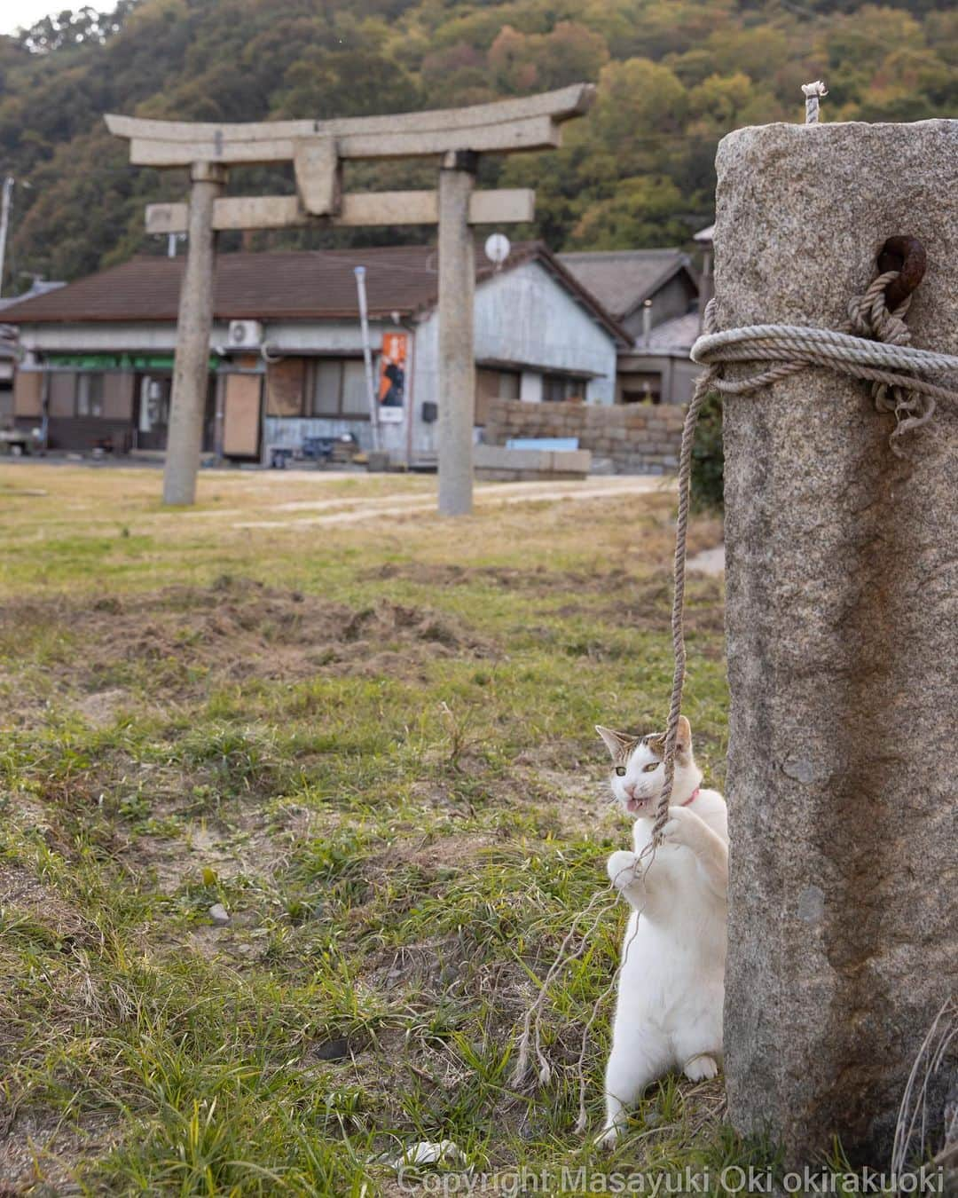 Masayukiさんのインスタグラム写真 - (MasayukiInstagram)「ほどく。」11月16日 18時48分 - okirakuoki