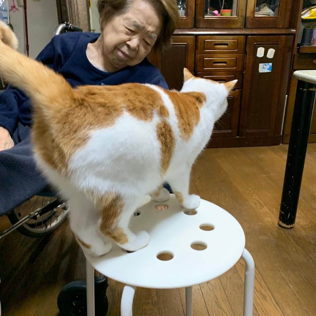 Kachimo Yoshimatsuさんのインスタグラム写真 - (Kachimo YoshimatsuInstagram)「またバーバちゃんにあそんでもらった。 #うちの猫ら #oinari #猫 #ねこ #cat #ネコ #catstagram #ネコ部 http://kachimo.exblog.jp」11月16日 18時41分 - kachimo