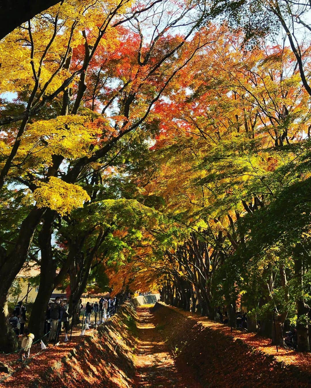 楽山孝志さんのインスタグラム写真 - (楽山孝志Instagram)「休日 398段登った甲斐がありました..(笑 日本で10年振りの紅葉散策🍁 #絶景  #新倉山浅間公園  #富士山  #mtfuji  #神社 #shrine  #紅葉  #红叶  #fallleaves  #忍野八海  #河口湖もみじ回廊 #自然  #自然が好き」11月16日 18時42分 - takashi.rakuyama