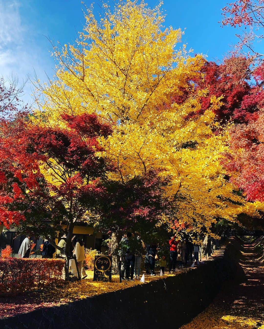 楽山孝志さんのインスタグラム写真 - (楽山孝志Instagram)「休日 398段登った甲斐がありました..(笑 日本で10年振りの紅葉散策🍁 #絶景  #新倉山浅間公園  #富士山  #mtfuji  #神社 #shrine  #紅葉  #红叶  #fallleaves  #忍野八海  #河口湖もみじ回廊 #自然  #自然が好き」11月16日 18時42分 - takashi.rakuyama