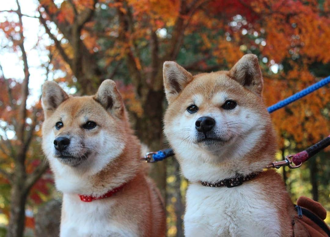 柴犬たま Shibainu Tamaのインスタグラム