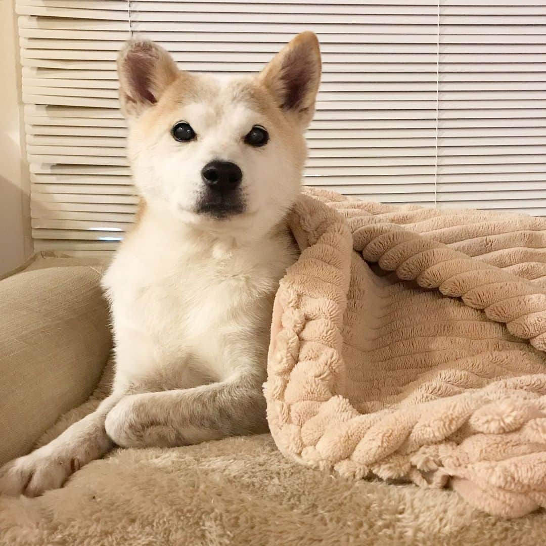 柴犬リリコのインスタグラム：「なんでこんなに可愛いんだろうか！😫💕💕💕 #kawaii  #うちの子が可愛いすぎる」