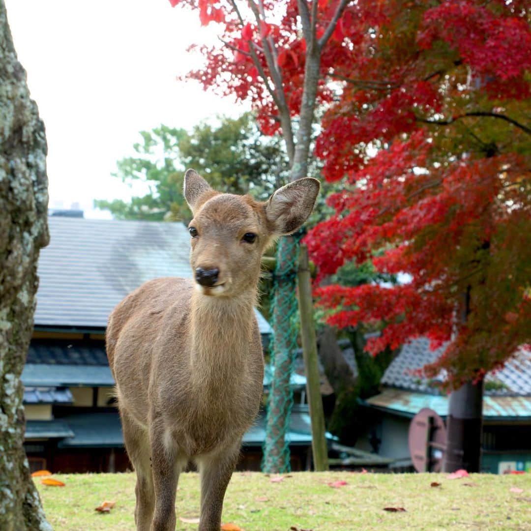 中川政七商店さんのインスタグラム写真 - (中川政七商店Instagram)「「秋晴れの奈良を、お裾分け。」﻿ ﻿ 空を見上げれば、からっとした気持ちのいい秋晴れが。﻿ 足元を見下ろせば、絨毯のように敷き詰められた赤や黄色の落ち葉が。﻿ 風のそよぐ音、鳥のさえずり、木の葉の匂い…﻿ ﻿ 秋の奈良には、幸せになれる光景がたくさん広がっています。﻿ 皆さんの心に、秋を感じていただけたら嬉しいです。﻿ ﻿ @nakagawamasa7 ﻿ ﻿ #中川政七商店 #奈良 #奈良が好き #奈良好きな人と繋がりたい #奈良で暮らす #奈良暮らし #奈良の鹿 #奈良公園 #奈良公園の鹿 #鹿 #鹿🦌 ﻿#紅葉 #紅葉狩り #紅葉🍁 #紅葉スポット #奈良紅葉 #奈良観光」11月16日 19時23分 - nakagawamasa7
