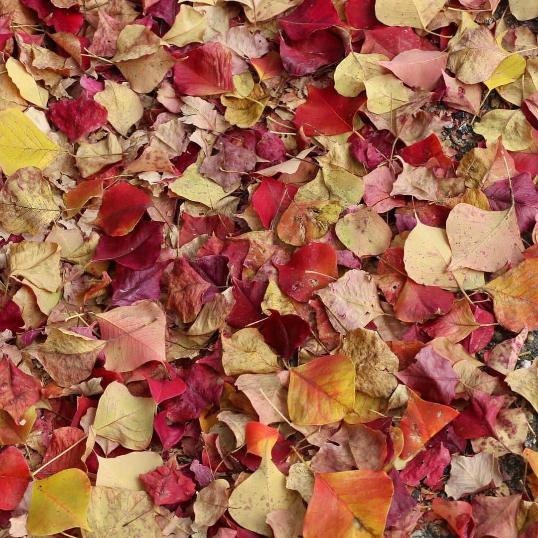 中川政七商店さんのインスタグラム写真 - (中川政七商店Instagram)「「秋晴れの奈良を、お裾分け。」﻿ ﻿ 空を見上げれば、からっとした気持ちのいい秋晴れが。﻿ 足元を見下ろせば、絨毯のように敷き詰められた赤や黄色の落ち葉が。﻿ 風のそよぐ音、鳥のさえずり、木の葉の匂い…﻿ ﻿ 秋の奈良には、幸せになれる光景がたくさん広がっています。﻿ 皆さんの心に、秋を感じていただけたら嬉しいです。﻿ ﻿ @nakagawamasa7 ﻿ ﻿ #中川政七商店 #奈良 #奈良が好き #奈良好きな人と繋がりたい #奈良で暮らす #奈良暮らし #奈良の鹿 #奈良公園 #奈良公園の鹿 #鹿 #鹿🦌 ﻿#紅葉 #紅葉狩り #紅葉🍁 #紅葉スポット #奈良紅葉 #奈良観光」11月16日 19時23分 - nakagawamasa7