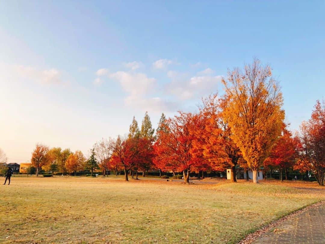 南條早紀のインスタグラム：「お散歩！気持ちよかった🍁 . . 紅葉見に行きたい！って騒いでたけど 身近にもいいところあるね☺️ . . 缶コーヒー片手にふらふらお散歩。 “なにもしない”をする時間 やっぱり必要だな🤔💭 . . あしたから駆け抜ける！💨 がんばるぞーーーー！💓 . . . #富山 #富山県 #富山市 #toyama #紅葉 #紅葉狩り #秋 #小春日和 #風景 #風景写真 #公園 #お散歩 #なにもしない #散歩 #癒し #夕陽 #もみじ #いちょう #イチョウ #🍁 #癒しの時間 #ぼーっとする #趣味 #リフレッシュ #明日からまた頑張ろう  #自然 #癒された #温泉行きたい #南條早紀 #なんじょうのにちじょう」