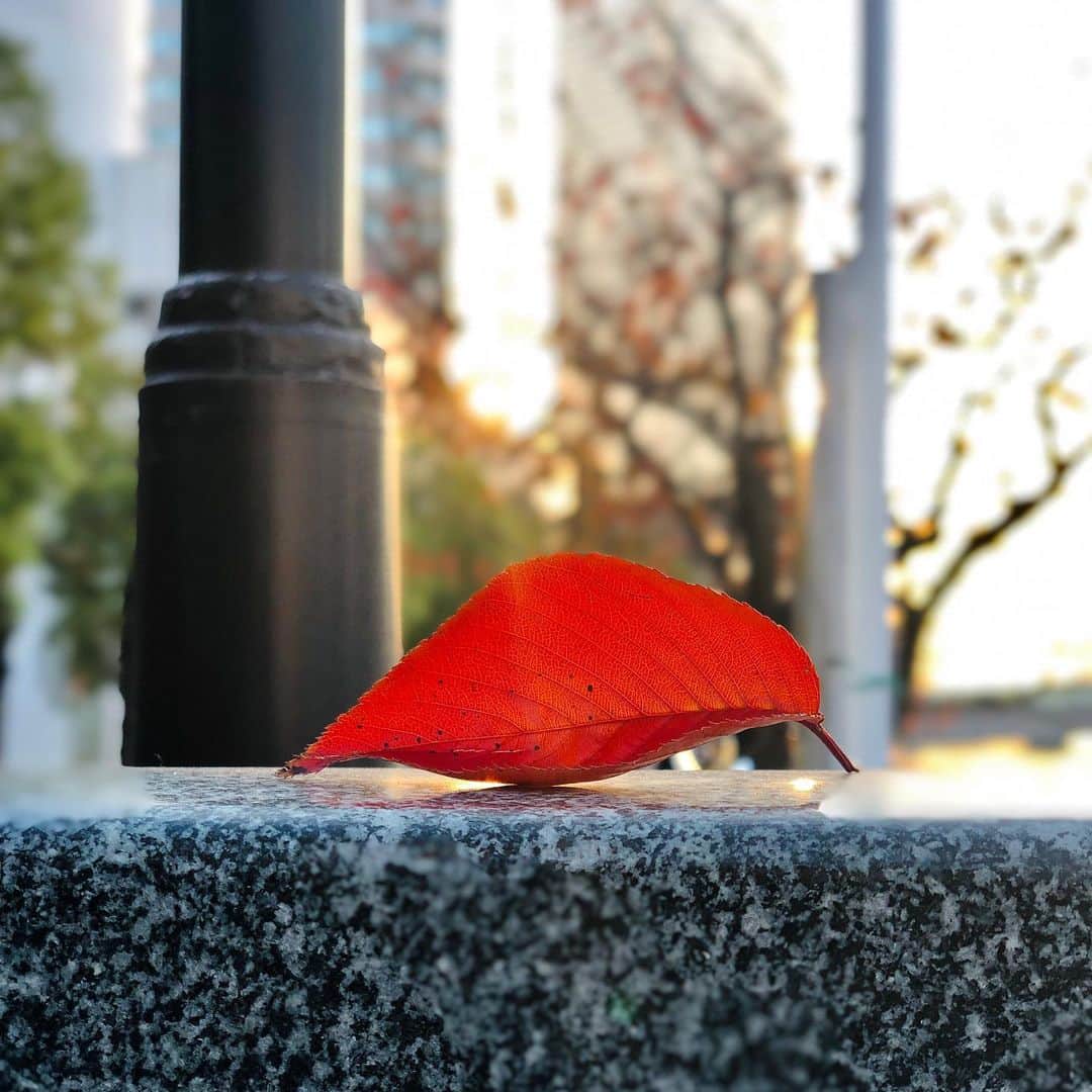 池田有希子のインスタグラム：「赤い鳥が休憩してました。 #alittleredbird」