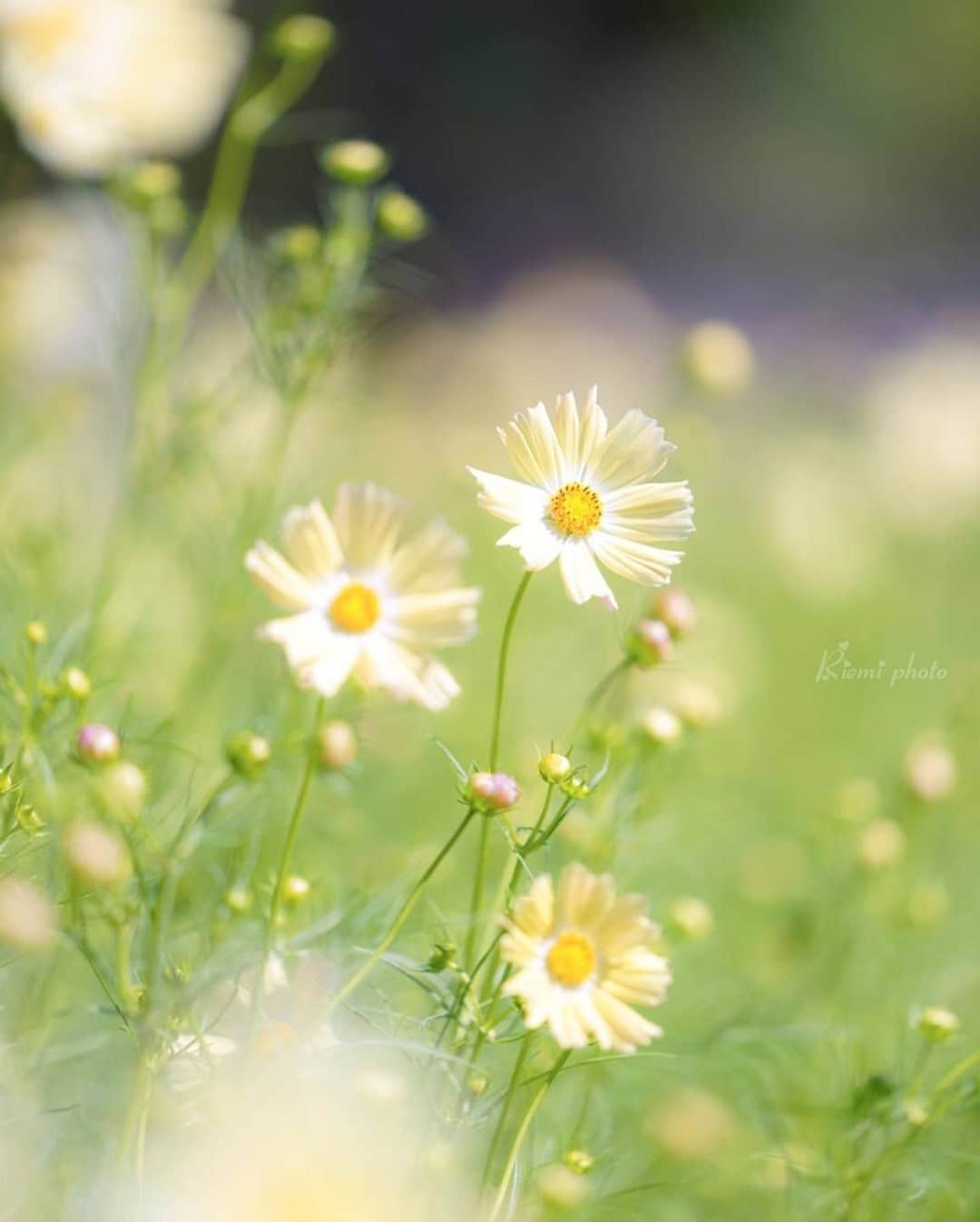 花の写真館のインスタグラム：「Photo by @riemi4760.⠀ https://instagram.com/riemi4760/⠀ .⠀ Original Post[投稿いただいたURL]⠀ https://www.instagram.com/p/CGLdelYgEKt/⠀ .⠀ 本アカウントは、 #私の花の写真 をつけてInstagramに投稿された皆さまの花の写真や、「花の写真館」Facebookページで投稿された花の写真を紹介します。⠀ 「花の写真館」Facebookページは、「 @floral.photograph 」のプロフィールにあるURLからご覧ください。⠀ .⠀ ※各自、政府、自治体など公的機関の指示に従った行動をお願いします。⠀⠀ 東京カメラ部および分室では、写真を「見る楽しみ」を提供することを通して、微力ながら皆様にわずかな時間でも癒しをお届けしたいと思っております。⠀ ※本アカウントは東京カメラ部がFacebook、Instagramのサービスを利用して運営しているもので、Facebook社・Instagramとは一切関係ありません。⠀ .⠀ #花の写真館 #floralphotograph #floralphoto #flower #flowers⠀ Follow: @floral.photograph」
