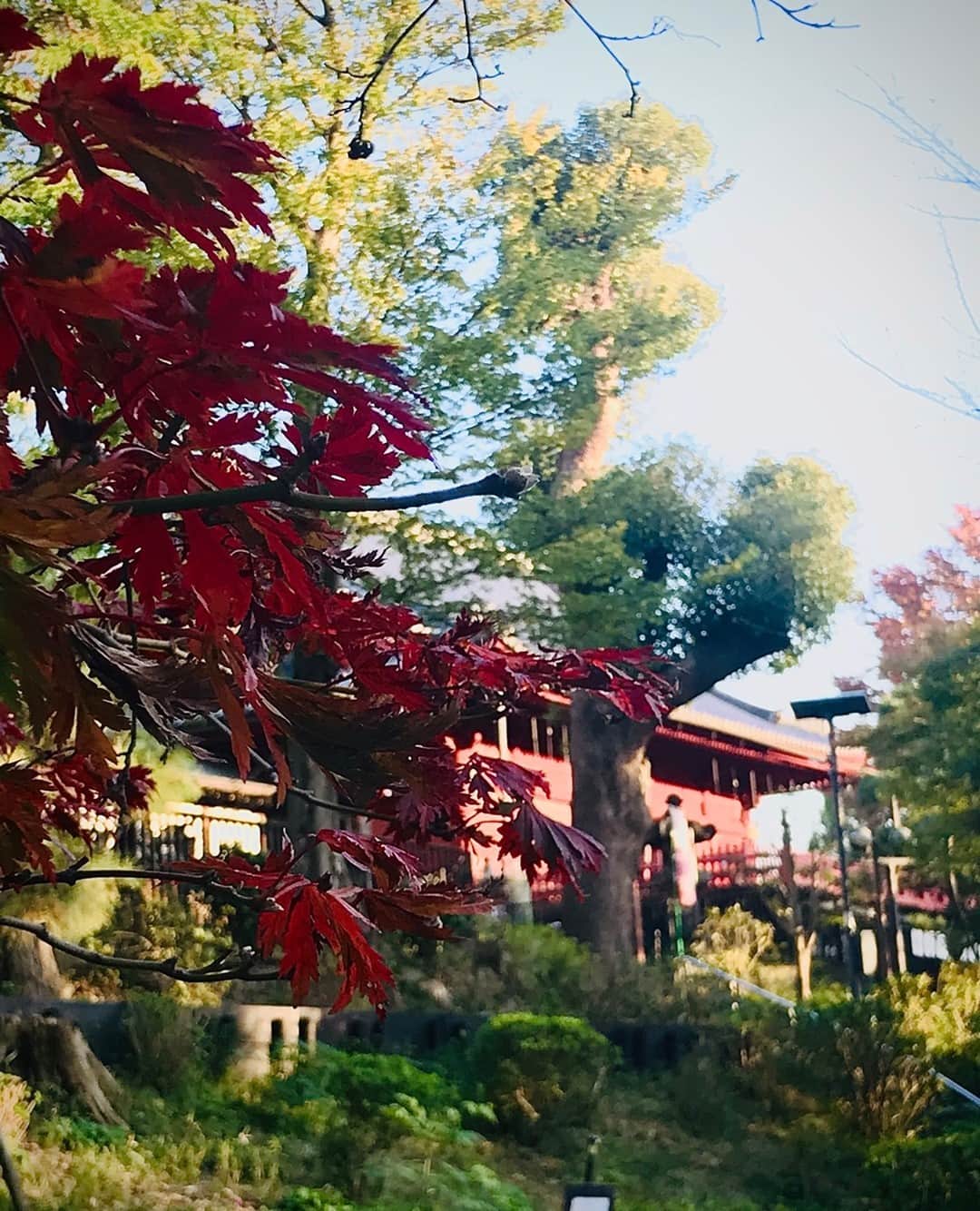 hotelgraphynezuさんのインスタグラム写真 - (hotelgraphynezuInstagram)「秋が深まってまいりましたが、皆さんいかがお過ごしでしょうか。⁠ こんにちは、HOTEL GRAPHY NEZUのしぺいです。⁠👦⁠ ⁠ 当ホテルから徒歩５分でアクセス可能な上野公園でも日を増すごとに木々が鮮やかに色づき始め、さわやかな秋晴れと共に紅葉シーズンの訪れを告げています。⁠🍁⁠ ⁠ 週末からの連休にはぴったり見ごろを迎えそうです。まだ日中はそれほど冷えませんから、お散歩などにはうってつけですね。⁠ ⁠ 秋といえば、「芸術の秋」。⁠ ここ上野は美術館や博物館、コンサートホールなどが一点に集まる、芸術と大変ゆかりのある土地でもあります。⁠ ⁠ 残念ながら国立西洋美術館はコロナの影響で休館をしているようですが、東京国立博物館などは事前予約などの手続きをすれば入館できるようです。⁠ ⁠ 上野公園内の東京都美術館でも、いつものようにたくさん公募展をやっているみたいですよ。🎨⁠ 連休明けまでやっているきりえ展と近代美術協会展には僕も足を運んでみようかなと思っています。⁠ GOTOクーポンを使って観覧できる展示もあるので、当ホテルにお得に宿泊しながらの訪問がオススメです。⁠ @hotelgraphynezu ⁠ ⁠ 連休は五感で秋を存分に感じる上野で過ごされてみてはいかがでしょうか。⁠⁠🚶⁠ ⁠---------------------⁠ ⁠ Autumn has come to Ueno! ⁠ How is everyone doing? Hello from Shipei at HOTEL GRAPHY NEZU.⁠ 👦⁠ ⁠ Autumn trees in the Ueno Park are turning their colors day by day! It seems like its peak will match the following holiday. Since it's not that cold at daytime yet, it must be very nice to take a walk at Ueno park this season! ⁠ 🍁⁠ Ueno park is located just 10 minutes away by walking from our hotel.⁠ ⁠ Speaking of Autumn, there is a simple saying about Autumn in Japan; "Autumn of arts." (Autumn is a perfect time to enjoy any type of arts)⁠ ⁠ Ueno is an artistic place where several museums and a concert hall are gathering together. ⁠⁠🏢⁠ Unfortunately, the National Museum of Western Art is currently closed due to Covid-19 circumstances, but Tokyo National Museum is still available if you applied online in advance of your visit.⁠ ⁠ Tokyo Metropolitan Art Museum is opened as usual schedule, and available of many open call exhibitions!⁠ 🎨⁠ Personally I'm very interested in its Kirie (cut paper picture) exhibition and Modern japan art society exhibition.⁠ There is some of those that you are able to pay by GOTO coupon, so you can visit there with a possible discount on your ticket if you stayed at our hotel using GOTO campaign!⁠ @hotelgraphynezu ⁠ ⁠ Ueno is a perfect place to fully feel Japanese Autumn! ⁠ ⁠🚶⁠ ⁠---------------------⁠ #hotelgraphynezu⁠ #ホテルグラフィー根津⁠ #tokyowalk#yanaka#taitoku#ueno#uenopark#tokyolife#tokyojapan#lifeintokyo#japan_photo#tokyophoto⁠ #東京散歩#東京ライフ#東京生活#東京観光#台東区#上野公園#谷根千#根津#公園#下町#gotoキャンペーン#gototravel#gotoトラベル#国内旅行好き#地域クーポン#gotoキャンペーン#美術館#紅葉」11月16日 19時55分 - hotelgraphy_nezu