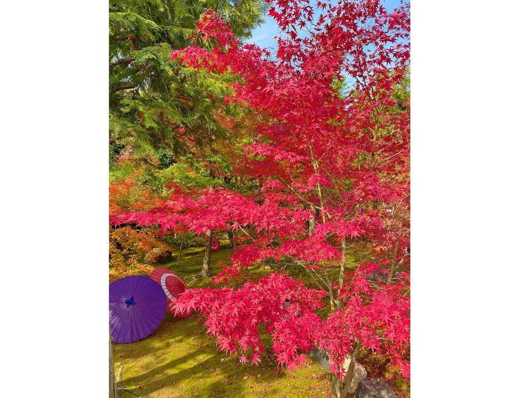 谷中麻里衣さんのインスタグラム写真 - (谷中麻里衣Instagram)「Shourinji Temple in Kyoto ✨ Vibrant collaboration between flowers and fall foliage 🥰  花手水🌸 滞在先の近くをお散歩してたらたまたま素敵なお寺を見つけました😊  #京都#勝林寺#花手水#紅葉#お寺#お寺巡り」11月16日 19時57分 - marieyanaka