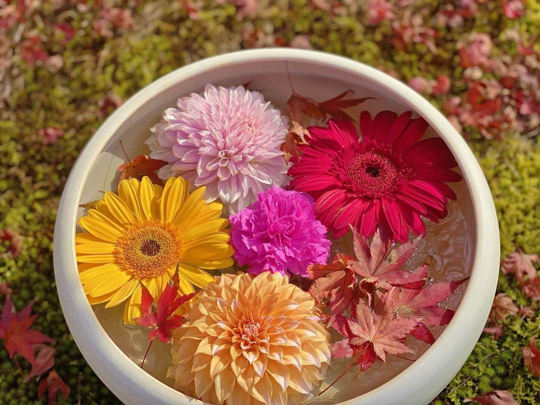 谷中麻里衣さんのインスタグラム写真 - (谷中麻里衣Instagram)「Shourinji Temple in Kyoto ✨ Vibrant collaboration between flowers and fall foliage 🥰  花手水🌸 滞在先の近くをお散歩してたらたまたま素敵なお寺を見つけました😊  #京都#勝林寺#花手水#紅葉#お寺#お寺巡り」11月16日 19時57分 - marieyanaka