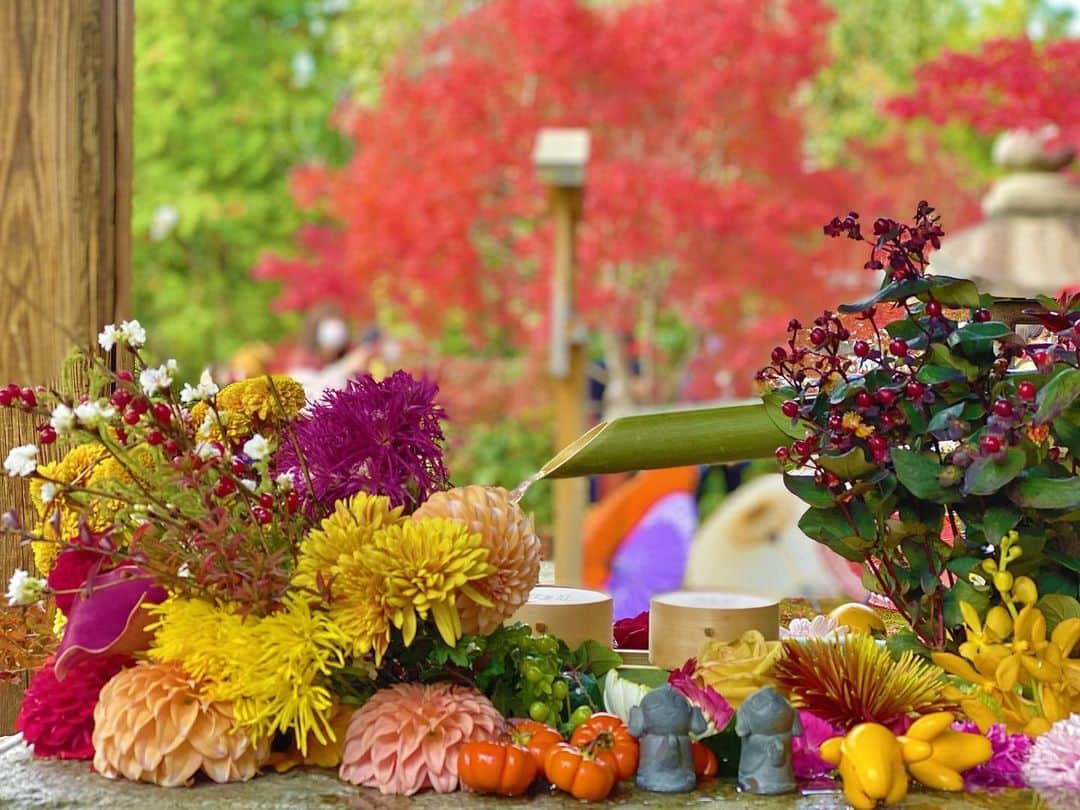 谷中麻里衣のインスタグラム：「Shourinji Temple in Kyoto ✨ Vibrant collaboration between flowers and fall foliage 🥰  花手水🌸 滞在先の近くをお散歩してたらたまたま素敵なお寺を見つけました😊  #京都#勝林寺#花手水#紅葉#お寺#お寺巡り」