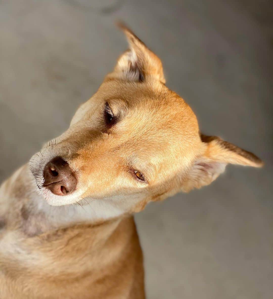 original brand 【ilu098】さんのインスタグラム写真 - (original brand 【ilu098】Instagram)「アイル家の癒し。 肌寒い季節になると、 より睡眠時間が増えるレアさん。 今夜も美人な表情を。。。😊 #ilu098 #okinawa🐕 #癒し #アイル犬🐕 #譲渡犬 #沖縄 #okinawalife #愛犬との暮らし」11月16日 20時16分 - ilu098
