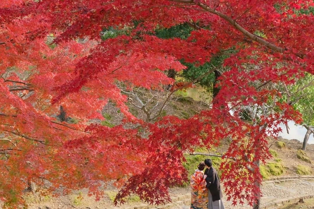 髪型ヘアスタイル・ウエディング、七五三、お宮参りのキキフォトさんのインスタグラム写真 - (髪型ヘアスタイル・ウエディング、七五三、お宮参りのキキフォトInstagram)「🍁猛暑の紅葉  今年の奈良公園の紅葉は猛暑の影響か例年に比べてあまり鮮やかではないのが残念です。  木によっては紅葉にならずにそのまま茶色の枯葉になっています。  せっかくの和装フォトウエディング。コロナの影響で結婚式を諦めた二人が楽しみにしてた和装ロケーション撮影です。  少しでも綺麗な木を探して撮影していました。  ■■■■■  写真は未来の宝物 フォロー&コメント 飛び上がって喜びます。 @kikiphotoworks  LINEからでも問い合わせOK ぜひ追加くださいね🥰  LINEのID検索 uhk3050w  前撮りや後撮りは奈良だけでなく京都や大阪、そして関西だけでなく全国に出張しています。和装以外にドレスや私服でもOK！  もし何か分からないことや聞きたいことがあれば他の人の参考にもなるので遠慮なくコメントくださいね🤗  ■■■■■  いろんなアカウントあります↓  フォトウエディング @kikiphotoworks_photowedding/  子育てプライベート Private photo @kikiphotoworks_kazuki_ikeda  お宮参り Baby shrine visit @kikiphotoworks_miyamairi  七五三家族写真 Kimono kids And family @kikiphotoworks_753family  ドレス写真 Dress photo @kikiphotoworks_dress  癒しのイラスト Funny illustration @kikiphotoworks_illustration  和装の髪型 Kimono hairstyle @kikiphotoworks_hair  Kimono wedding photo in Nara Japan. When pandemic is over, please come to Nara. Until then, please enjoy the scenery of Nara on Instagram.  I take wedding photos based in Nara, but I'm also on a business trip to Kyoto, Osaka, and nationwide.   If you have any questions or want to ask, please do not hesitate to comment as they will be helpful for others.  #奈良公園紅葉  #奈良公園の紅葉  #和装フォトウエディング  #コロナのせいで  #コロナの影響  #奈良が好き  #奈良プレ花嫁」11月16日 20時25分 - kikiphotoworks