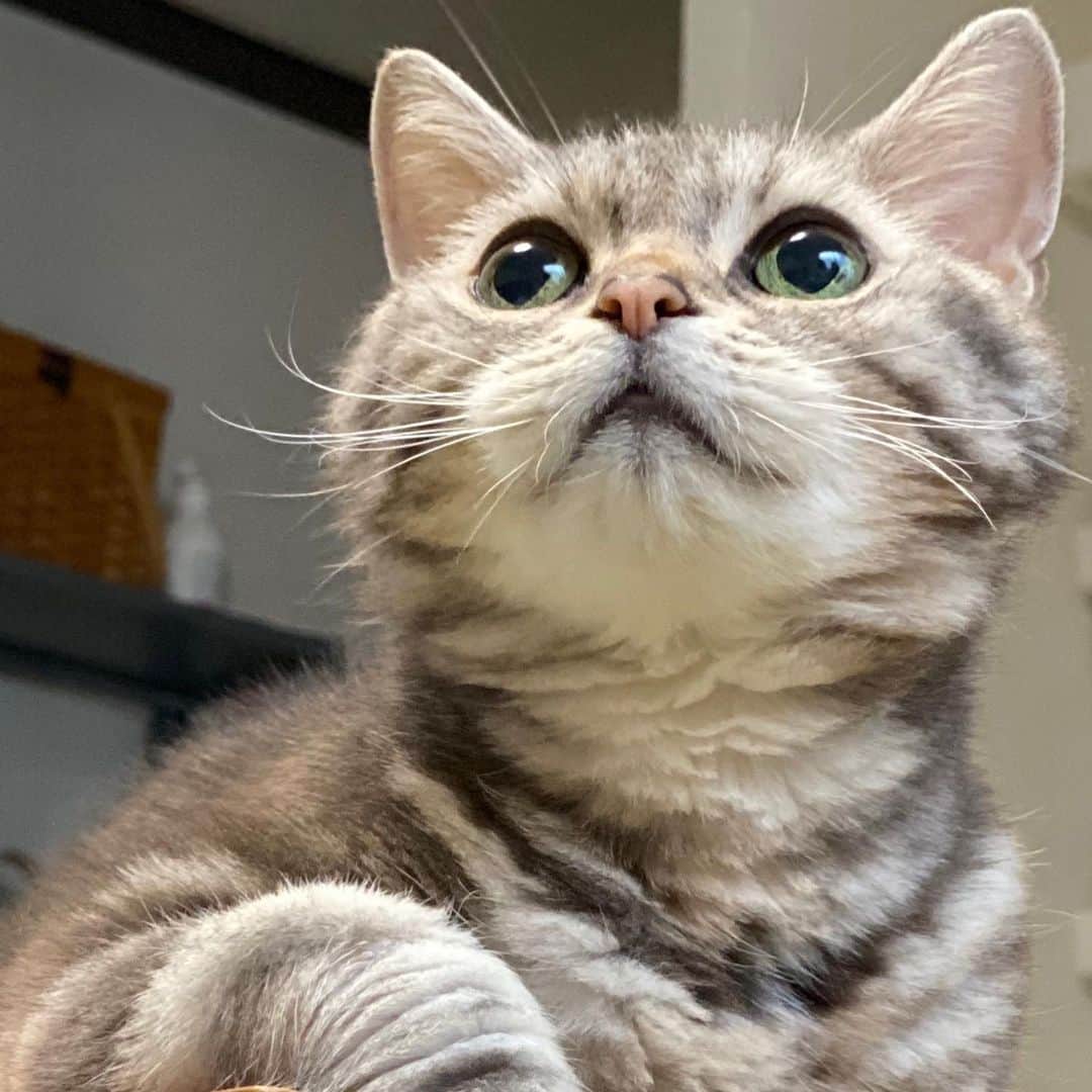 のインスタグラム：「※ みなさま。  昨日は突然のお知らせにも関わらず、たくさんの温かいコメントをありがとうございました。  あまりにもたくさんのコメントをいただき、驚くと同時に本当になごむは幸せな子だと改めて感じています。  コメントへのお返事には、少しお時間をいただくかと思いますが、すべてありがたく読ませていただいています。  ありがとうございます。  画像は2ヶ月ほど前のなごむです。  ほんとは体はボロボロなのに、こんなにかわいいなんて。。（親バカ発動）  #どこ見てんねん」