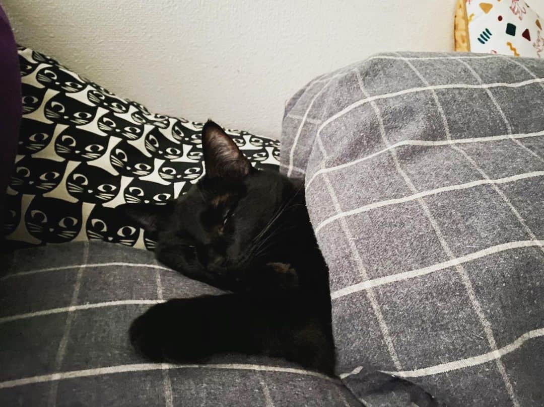 亜生さんのインスタグラム写真 - (亜生Instagram)「朝起きて隣見たら、寝てた。 ほぼ人間。 #銀次郎 #黒猫 #保護猫 #捨て猫 #おっさん #起きる気配なし #白目」11月16日 20時33分 - aseihurricane