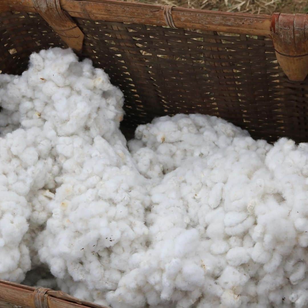 orgabitsさんのインスタグラム写真 - (orgabitsInstagram)「【#サスともの輪 】  先週オーガビッツチームで、渡良瀬エコビレッジさんの和綿の収穫を行いました！✨  渡良瀬エコビレッジさんは、オーガビッツが10年ほど前から交流させていただいて、毎年オーガビッツ畑で和綿を育ててもらっています😊  実はここの和綿を使った製品作りを過去に何度かしていまして、 今年も何かの製品になるかも…？  例年は数十人規模で行い、餅つきや渡良瀬野菜の手料理を頂いたりするのですが、 今回は小規模で収穫だけを行うことに…  そこは残念でしたが、とても楽しい時間になりました！  #渡良瀬エコビレッジ  #和綿  #サスとも #オーガビッツ #orgabits #organic #オーガニック #cotton #コットン #organiccotton #オーガニックコットン #綿 #綿花 #人にやさしい #地球にやさしい #やさしいくらし #ていねいな暮らし #ちょっとくらいがちょうどいい #地球のためにちょっと良いこと #サステナブルファッション」11月16日 20時37分 - orgabits