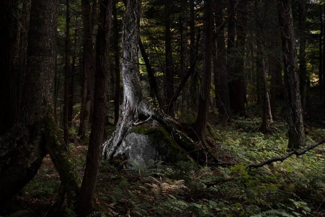 ナショナルジオグラフィックさんのインスタグラム写真 - (ナショナルジオグラフィックInstagram)「Photo by @amytoensing / Exploring the woods near our camp in the Adirondack region of New York. Thankful for @nature_org for protecting these places. For more of this work, please visit my feed @amytoensing. @thephotosociety #adk #deepdarkwoods」11月16日 20時39分 - natgeo