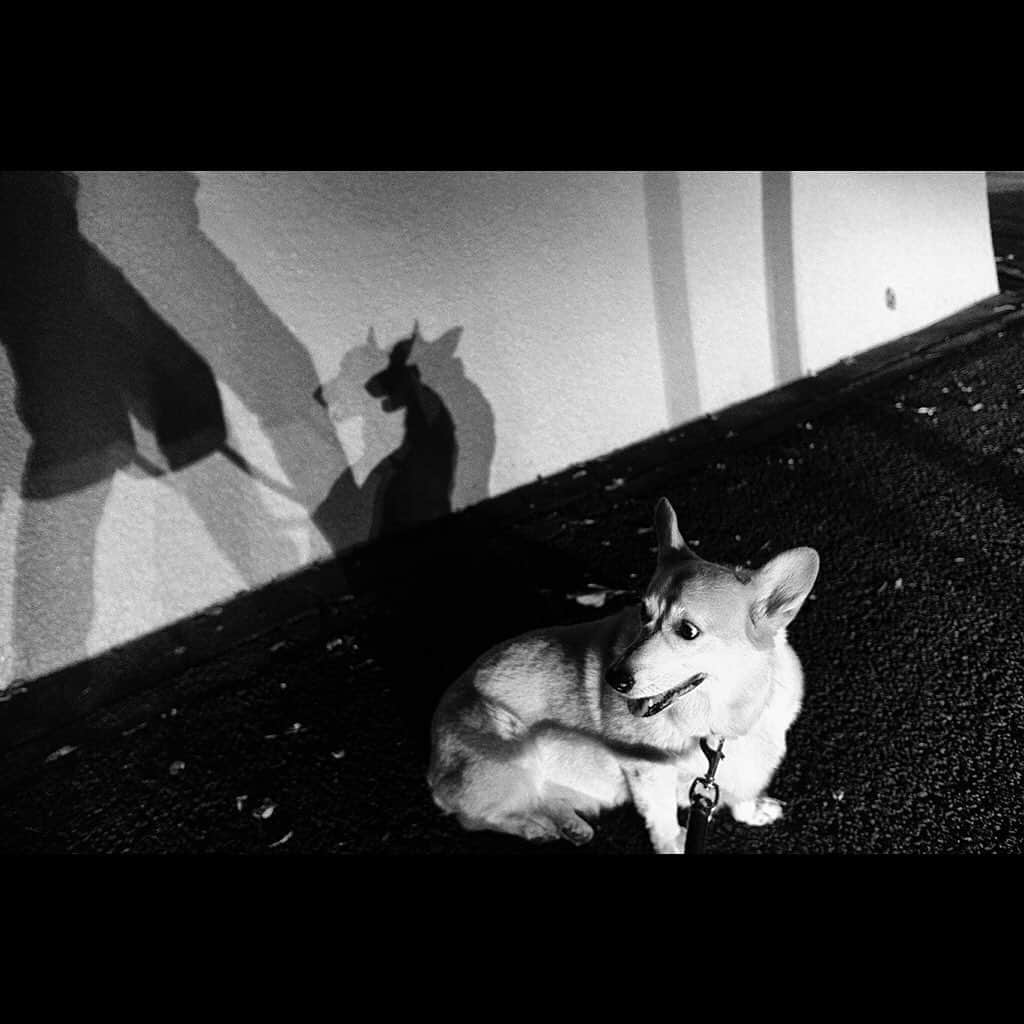 Tatsuo Suzukiさんのインスタグラム写真 - (Tatsuo SuzukiInstagram)「Walkin’ with my dog」11月16日 20時45分 - tatsuo_suzuki_001