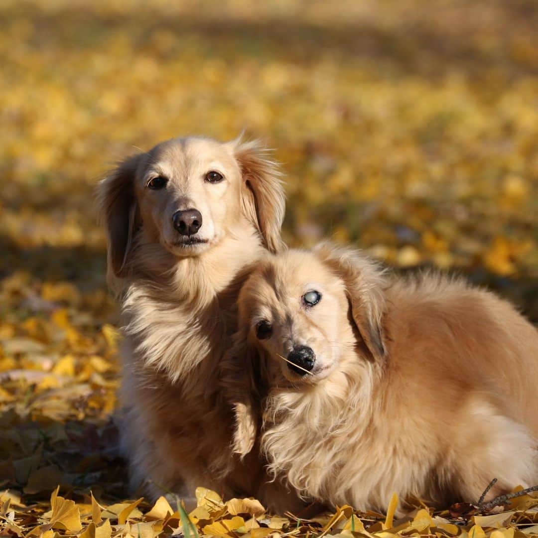 ハッチ＆ニコのインスタグラム：「🍂🐶🐶🍁ハッチの🐽に  #カメラ嫌い同好会 #pecoいぬ部 #犬の生活が第一 #癒しわんこ #dachshund #犬バカ部 #短足部 #ふわもこ部 #tokyocameraclub #東京カメラ部」