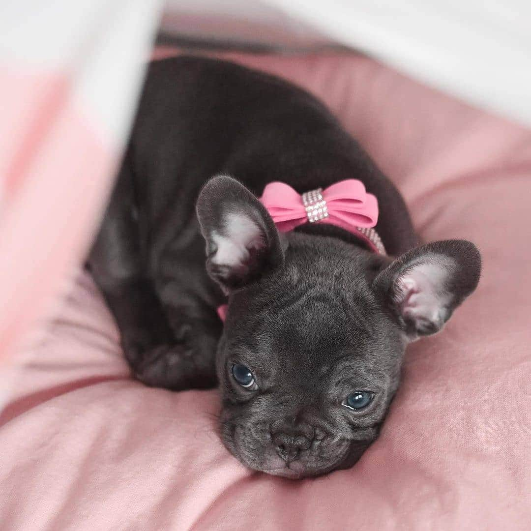 French Bulldogさんのインスタグラム写真 - (French BulldogInstagram)「One more to keep moms puppy fever at bay 🤣 @thatmagnoliagirl @michelle.madonna . . . . . #iamfrenchieholic #frenchienation #frenchiemoments #frenchieclub #frenchiedaily #frenchiemania #frenchiemom #frenchiedad #frenchievideo #frenchiepics #frenchiefever #frenchiefriends #frenchiesquad #frenchiecrew #frenchiefun #frenchiemagazine #frenchiepuppy #frenchiepup #frenchiebaby #frenchbulldogsrule #frenchbulldogstyle #frenchbulldoglife #ilovefrenchies #ilovefrenchie #frenchyfanatics⁠ #frenchiemoments #frenchbulldogpuppies #frenchieofig」11月16日 20時47分 - frenchie.world