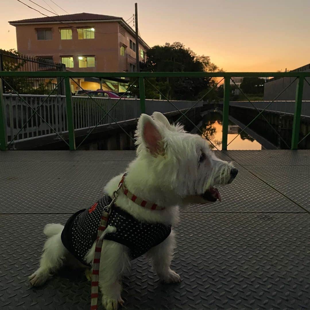 Hoykong&Plamuekのインスタグラム：「Sunset  #planuek_westies」