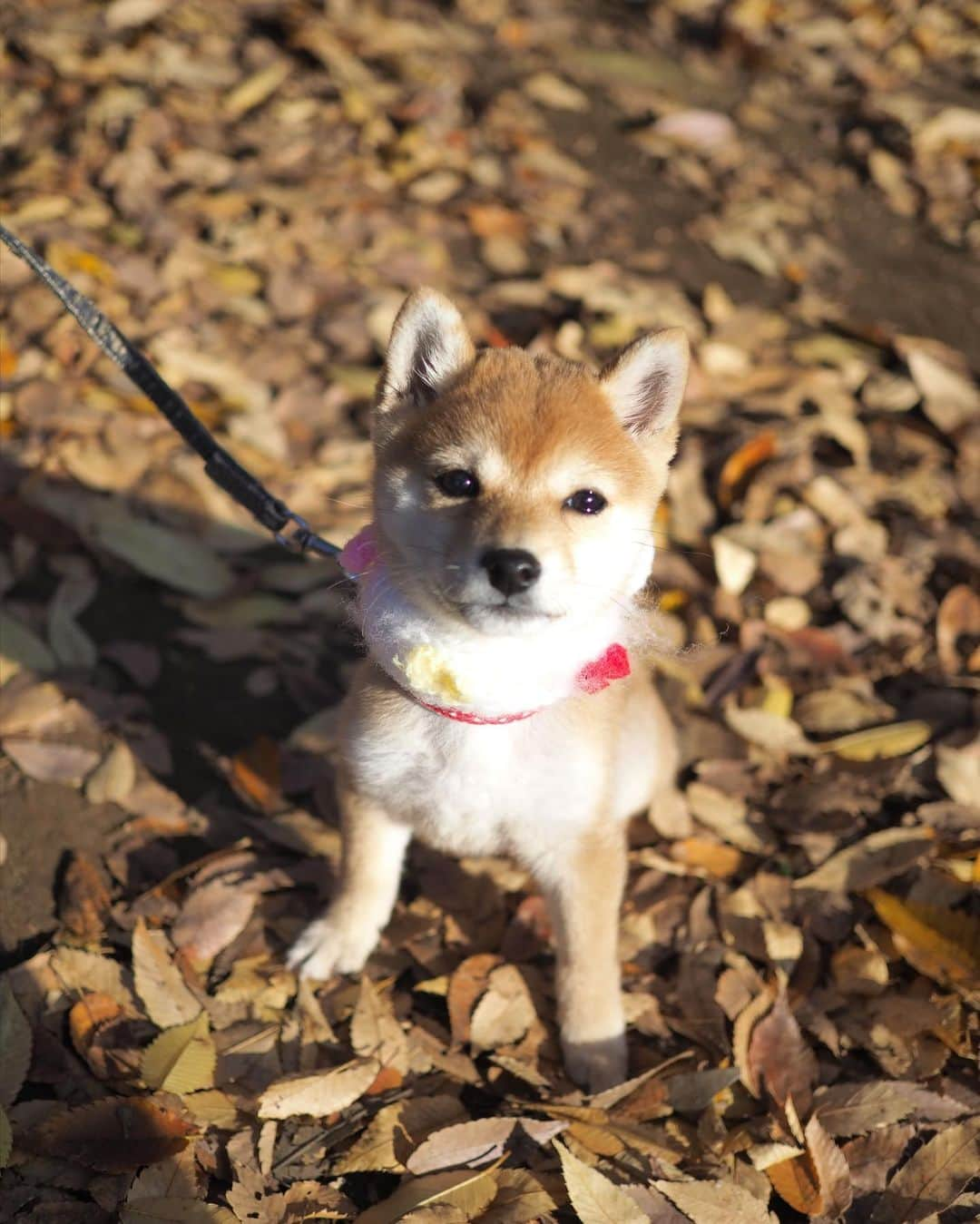 豆柴にこちゃんさんのインスタグラム写真 - (豆柴にこちゃんInstagram)「🐶 吉祥寺散歩つづき。  3ー4枚目はフォロワーさんに 声をかけていただき、 一緒に記念撮影❣️📸  いつも思うのですが、 この日はトムもマスクしてるのに、 街で通りすがった犬を『にこ』 って気づいて頂けるの、すごい‼️  #柴犬#豆柴#pecoいぬ部#犬#shibastagram#petstagram#犬#犬のいる暮らし#shibainu#dog#mameshiba#pecotv#いぬのきもち部#しばいぬ#しばけん#こいぬ#シバイヌ#狗#ペット#子犬#puppy#pet#시바견#강아지#개#instacute#barked#9gag#9gagpets」11月16日 21時03分 - nikochan.mame48