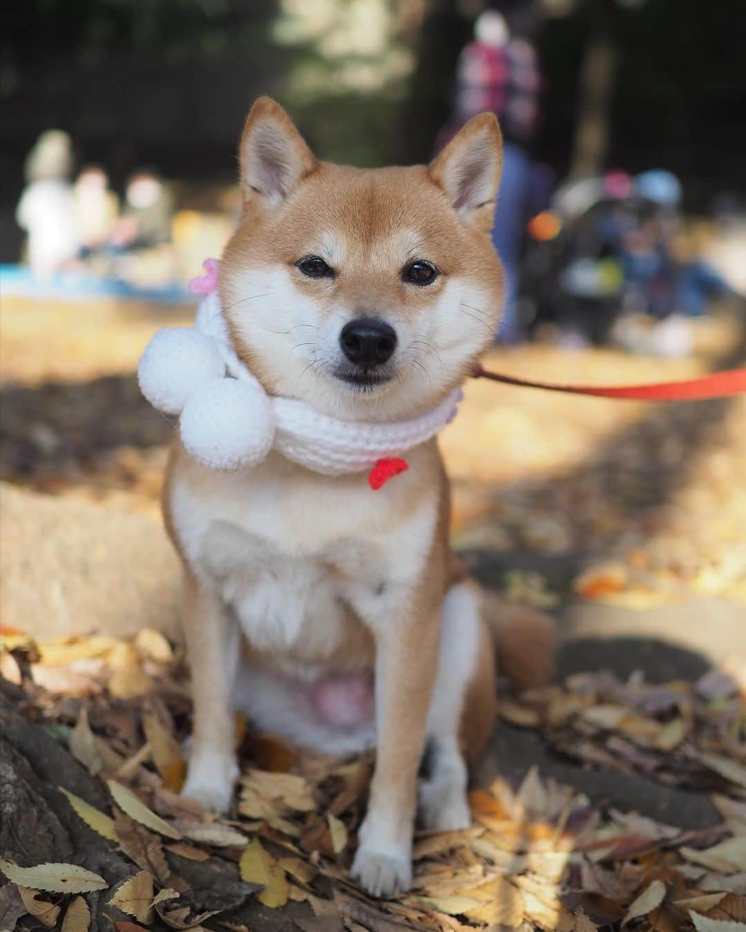 豆柴にこちゃんさんのインスタグラム写真 - (豆柴にこちゃんInstagram)「🐶 吉祥寺散歩つづき。  3ー4枚目はフォロワーさんに 声をかけていただき、 一緒に記念撮影❣️📸  いつも思うのですが、 この日はトムもマスクしてるのに、 街で通りすがった犬を『にこ』 って気づいて頂けるの、すごい‼️  #柴犬#豆柴#pecoいぬ部#犬#shibastagram#petstagram#犬#犬のいる暮らし#shibainu#dog#mameshiba#pecotv#いぬのきもち部#しばいぬ#しばけん#こいぬ#シバイヌ#狗#ペット#子犬#puppy#pet#시바견#강아지#개#instacute#barked#9gag#9gagpets」11月16日 21時03分 - nikochan.mame48