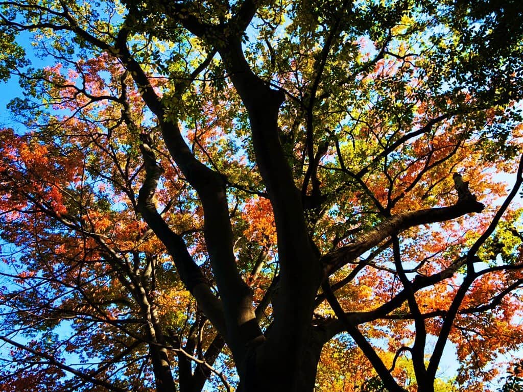 金子三勇士さんのインスタグラム写真 - (金子三勇士Instagram)「Have a nice week! #autumn #fall #Japan #Tokyo #colorful  #bluesky #秋 #紅葉 #芸術の秋 #食欲の秋 #東京」11月16日 21時03分 - miyujikaneko_official