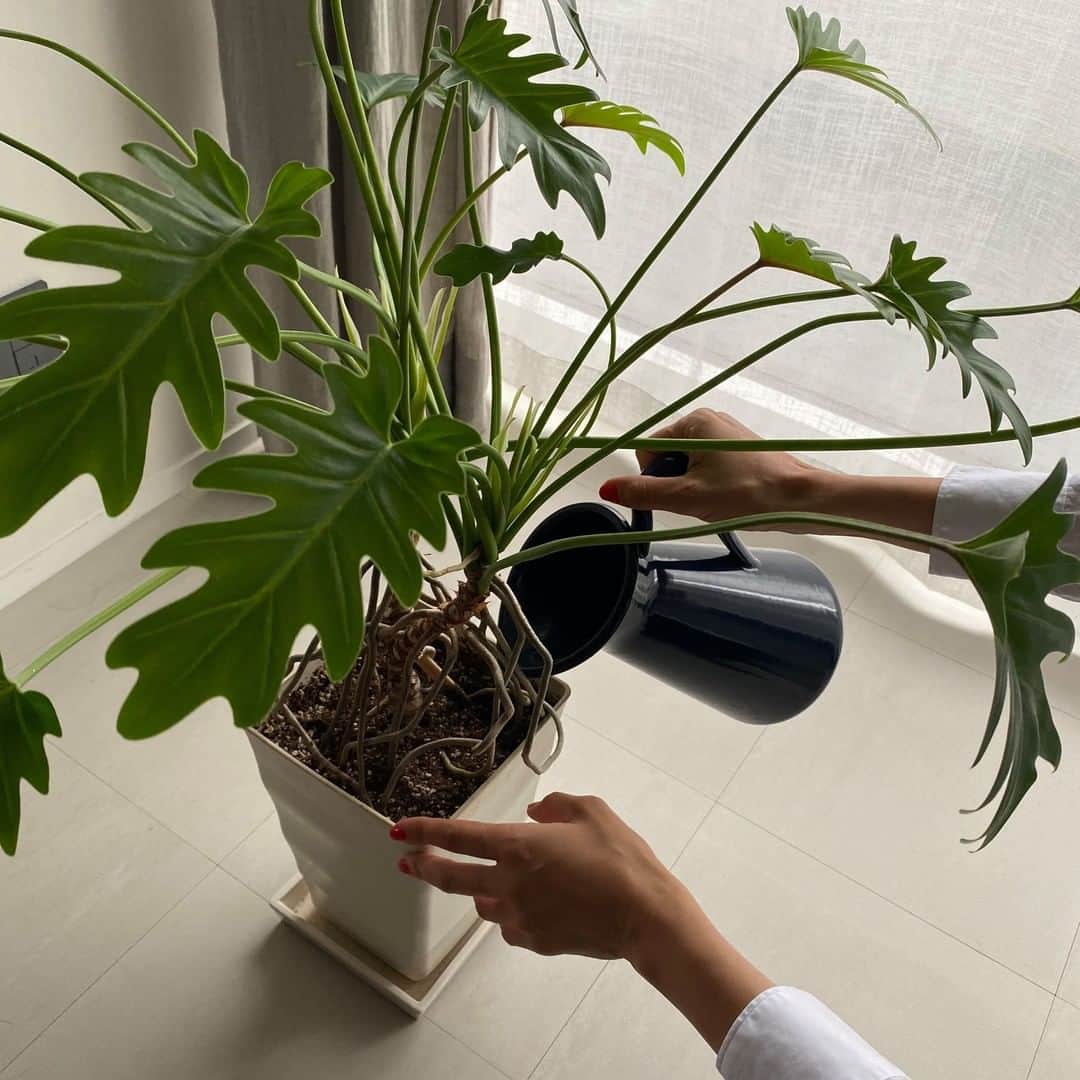 ムクリ［mukuri］さんのインスタグラム写真 - (ムクリ［mukuri］Instagram)「心を潤す存在。育てる喜びと癒しの時間を〜植物のある暮らし（seven_herbs_さん／あの人の暮らしが素敵な理由）  「グリーンが映える家」を コンセプトに考えられたmiさんのお家。  植物たちがお家のインテリアの一部としてなくてはならない存在であり、アイアンやモルタルで色味を抑えたシックな空間の中にパッと鮮やかなグリーンが優しさや温かみを与えてくれています。  失敗を繰り返しながらも20年かけてコツコツ育て少しずつ増やしてきた植物たち。お世話をする時間がmiさんにとってなくてはならない暮らしと心の潤いになっています。  植物をインテリアの中に取り入れたいけれど、ハードルが高いなと感じている方にも気軽にチャレンジしやすい「水挿し」で楽しむグリーンインテリアのおすすめなども教えていただいています！  家で過ごすことが多くなるこれからの季節、触れて癒され眺めることで気持ちも明るくなるような「植物のある暮らし」の楽しみ方をぜひ参考にしてみてくださいね♪  specialthanks @seven_herbs_ ・ （編集：megu）  ▶詳細はプロフィールのURLよりご覧ください プロフィールはこちらから @mukuri_official ・  #夫婦二人暮らし #リビングインテリア #グリーンのある暮らし #植物のある暮らし #観葉植物 #インドアグリーン #インテリア#有機と無機の心地よいリズム  #リノベーション #マンションリノベ #renovation #マイホーム#くらしの編集#ムクリ」11月16日 21時05分 - mukuri_official