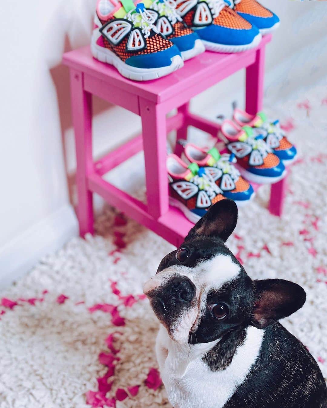 SOPHIA WEBSTERさんのインスタグラム写真 - (SOPHIA WEBSTERInstagram)「Time to start making doggy shoes… miss @riorococo is feeling a little left out. 🐶💕👟⁣ ⁣ Matching mummy and mini styles available on sophiawebster.com 👩‍👧‍👧⁣ ⁣ #SophiaWebster #SophiaWebsterMini #SophiaWebsterSneakers」11月16日 21時05分 - sophiawebster