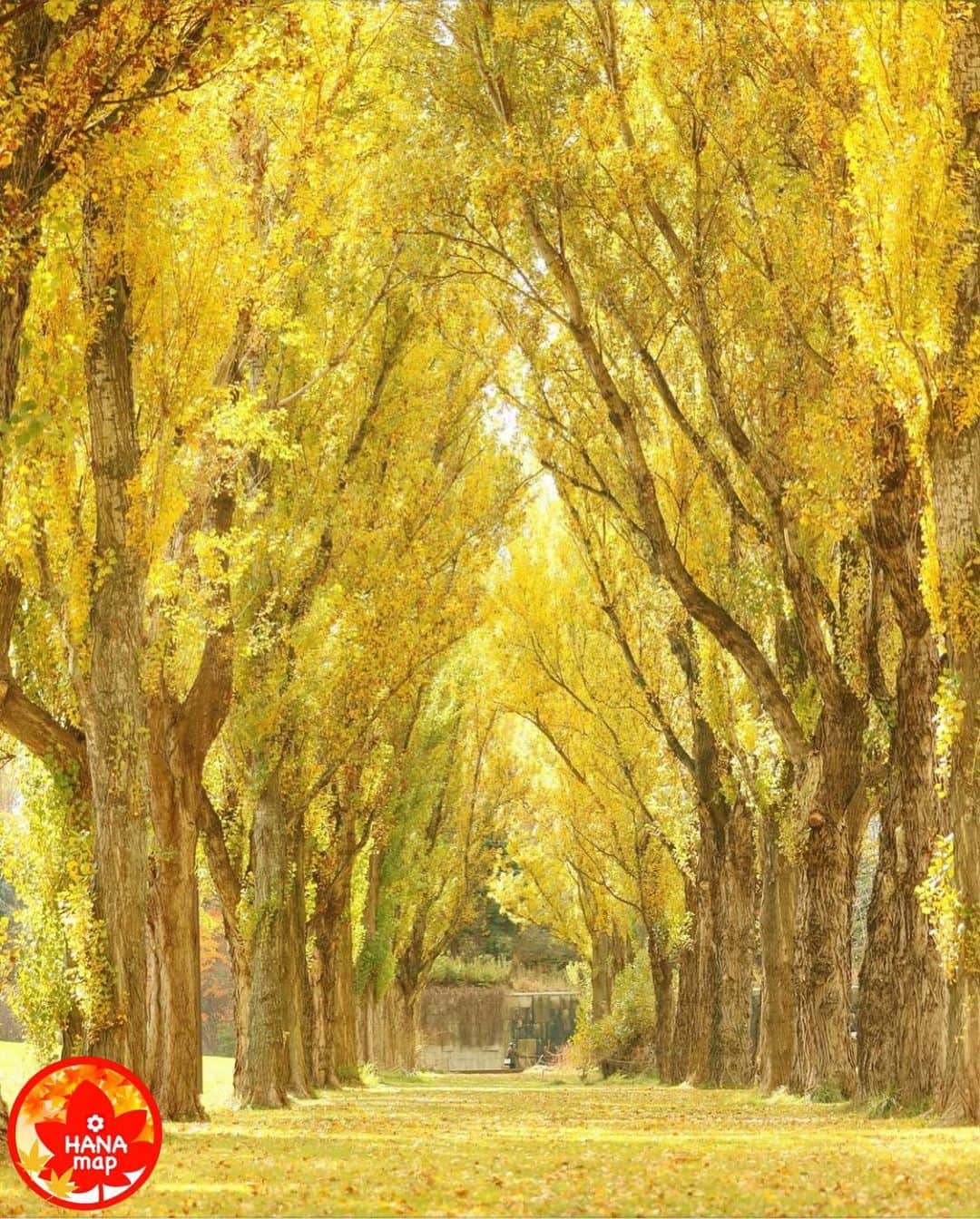 はなまっぷ❁日本の花風景さんのインスタグラム写真 - (はなまっぷ❁日本の花風景Instagram)「🍂🍁はなまっぷの紅葉まつり🍁🍂 *  @mai.suzuran さんの 紅葉に花まるを💮 * 色とりどりに染まる美しい日本の秋をありがとうございます😊🍁🍂 * 北海道　#前田森林公園 Sapporo, Hokkaido. * 見頃を過ぎている場所もご紹介しています。 お出かけの際はHP等で最新の情報をご確認くださいね🙏🍁 * 🍁•••🍂•••🍁•••🍂•••🍁•••🍂 * 🍂🍁はなまっぷの紅葉まつり🍁🍂 〜紅葉の季節が終わる頃まで #はなまっぷ  のタグの中から、紅葉のお写真をご紹介させていただきます。期間中はランダムに、複数枚投稿でもご紹介させていただく場合がございます。 * #秋#紅葉#風景#はなまっぷ」11月16日 21時05分 - hanamap