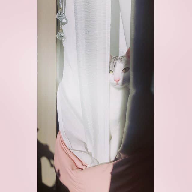 のインスタグラム：「白い猫🤍 透き通るー。 . 白熊の毛は白いんじゃなく 透明の針みたいなんだって。 それが太陽の光で白くなって 白熊になるんだって。 うちのニノ君も そうなのかしら🤔 . #うちのニノ君  #保護猫 #猫 #cat #catstagram  #猫のいる暮らし  #しろねこ #サバシロ」