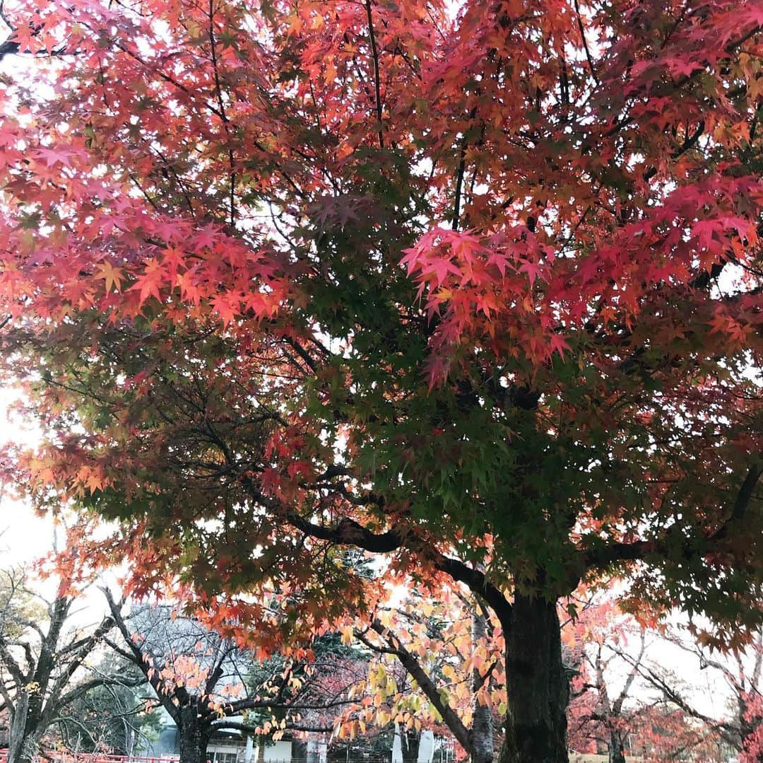 飴宮さゆりさんのインスタグラム写真 - (飴宮さゆりInstagram)「平安神宮は安定のPOWERを感じました🍭✨❤️ 紅葉も色づき🍁きれーい✨ 来年も綺麗な紅葉を大切な人と見れれば嬉しいなー🥰 そして、明日はースパイダーマン🤩 楽しみすぎるー、コロナ対策バッチリで自分なりに密を避けながら行動したいと思います🙇‍♀️🙏✨ #平安神宮 #パワースポット #京都 #紅葉 #スパイダーマン #毎日楽しく生きる #CANDY #飴宮さゆり」11月16日 21時10分 - amemiya_sayuri1023