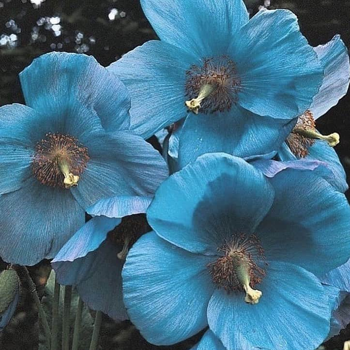 Meganさんのインスタグラム写真 - (MeganInstagram)「Via 〰 @thibautmathieuad  . . . . #lesfleurs #blueflowers #flowers」11月16日 21時11分 - zanzan_domus